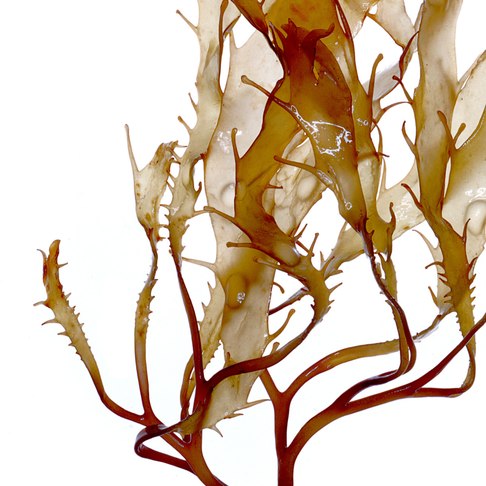 Laminaria Ochroleuca