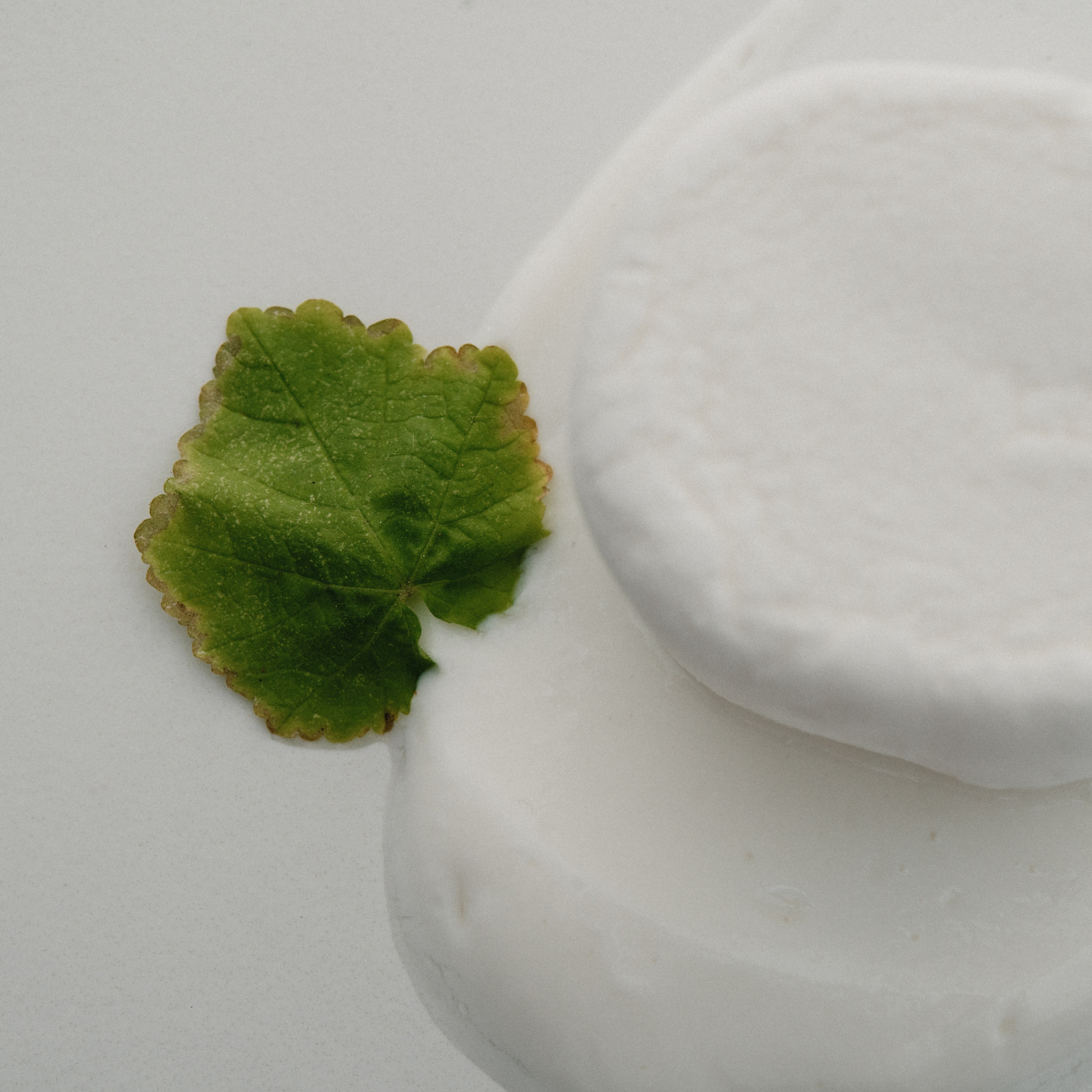 Green leaf on a white ceramic object against a light gray background with a marshmallow. 